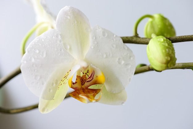 White orchids close up 