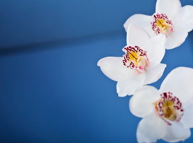 White orchids flower on blue 