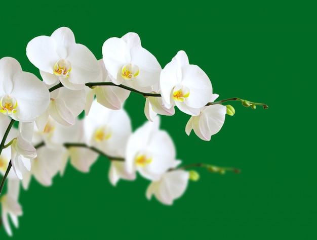 White orchids flower isolated on green background