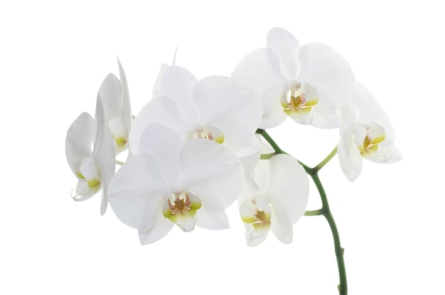 White orchids flower isolated on white background