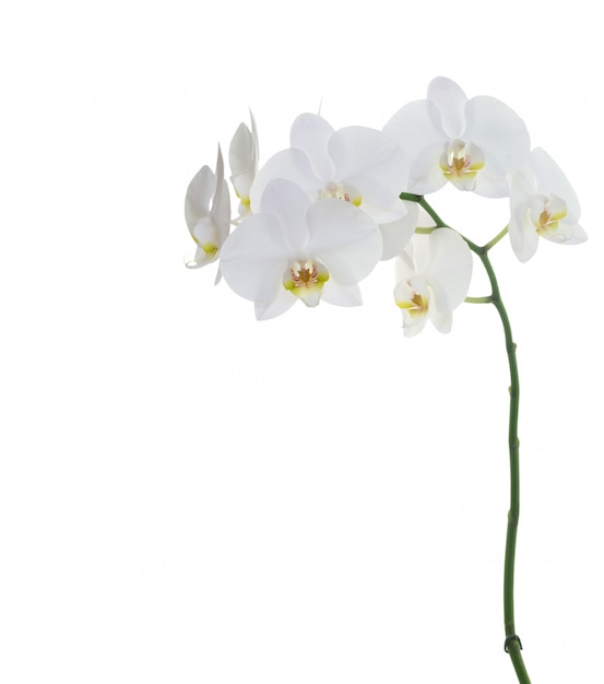 White orchids isolated
