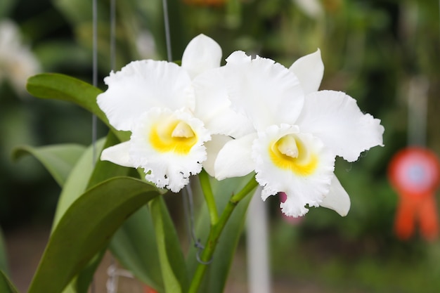 white orchids and leafs on nature background