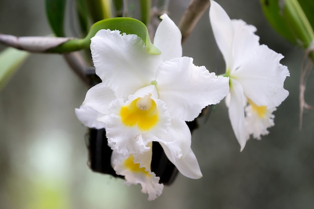 White orchids,  Orchid is queen of flowers. Orchid in tropical garden. Orchid in the garde