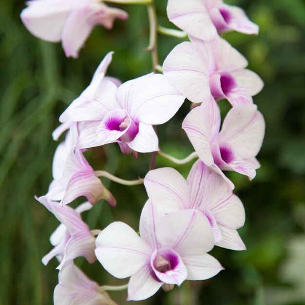 White orchids