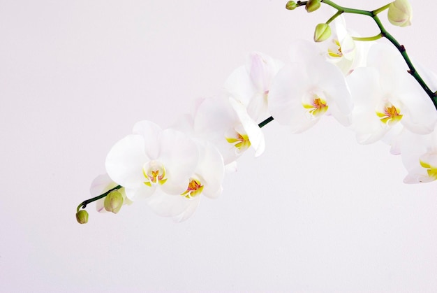 White orchids