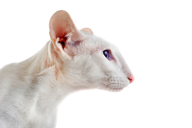 White oriental cat