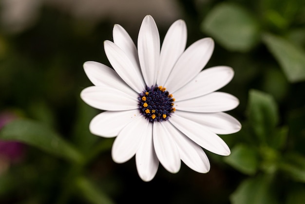 белый цветок Osteospermum (маргаритки, африканские маргаритки)
