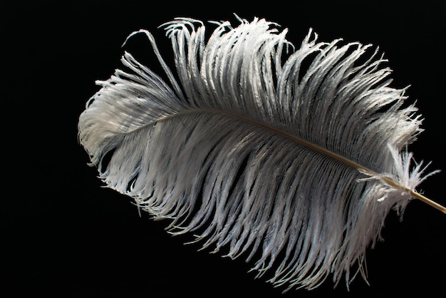 White ostrich feather on black background