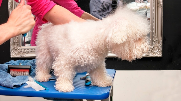 Bichen frise invaso bianco sul tavolo di toelettatura. il maestro della cura del cane pettina i grovigli di lana