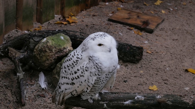 地面に座っている白いフクロウ