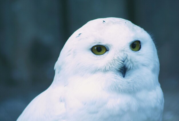 white owl