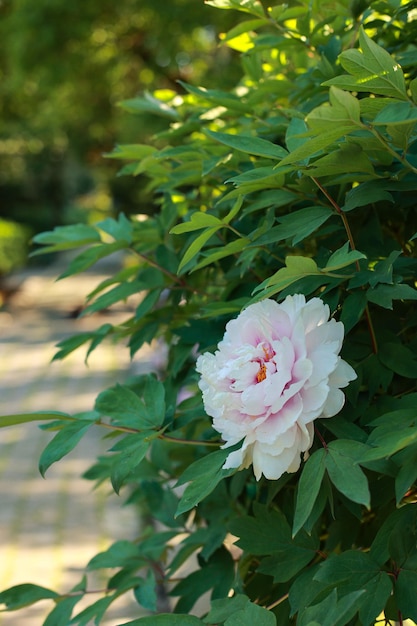 White Paeonia lactiflora in full blooming