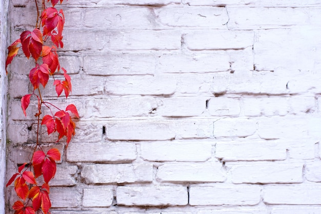 Foto struttura e viti del muro di mattoni dipinte bianco del rampicante rosso dell'edera