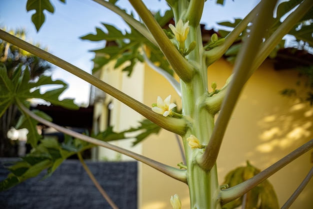 White papaya flower