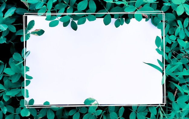 Photo white paper black empty space with leaves frame