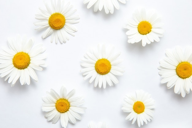 White paper card with chamomile