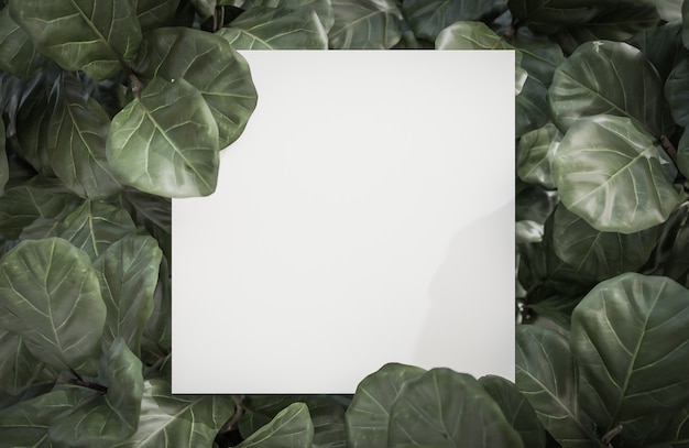 White paper on Tropical green leaf background