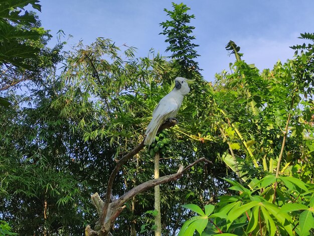 White parrot perched on a tree