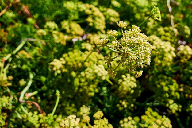 The white parsley flowers in a field in belvedere marittimo italy