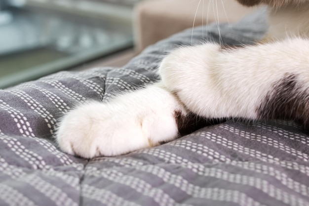 White paws of a cat on a gray blanket