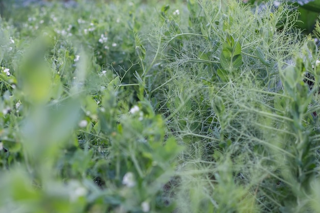 White pea blossoms in garden Beautiful bush pea plant background Selective focus on one branch