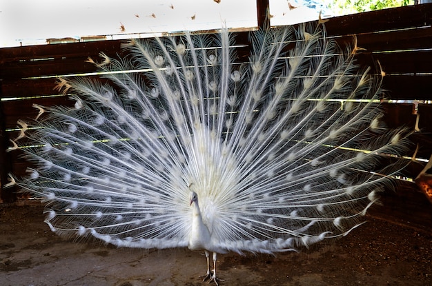 白孔雀はイスラエルの農場で大きくて美しい尻尾を溶かしました