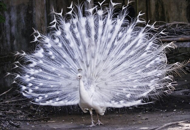 Foto pavone bianco sul campo