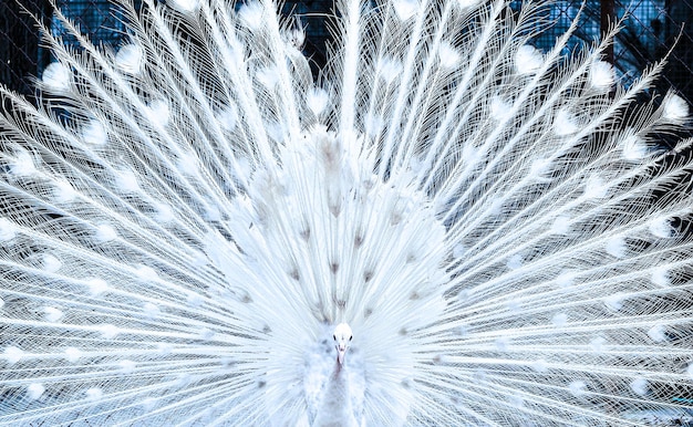 White peacock opening feathers The most beautiful white peacock