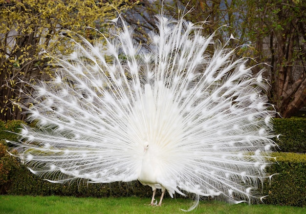 White peacock showing his beautiful tail