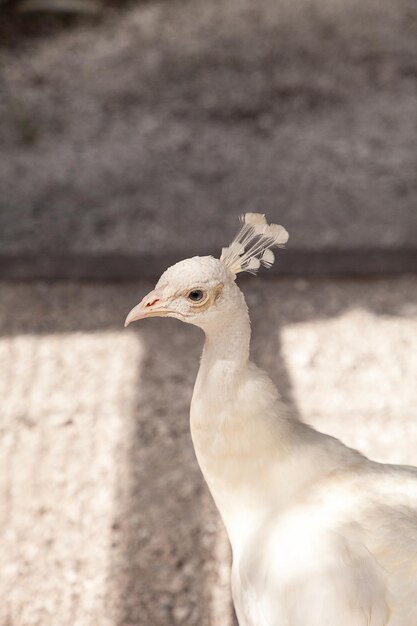 Photo white peacock or white peafowl is also called pavo cristatus in a garden in southwestern florida