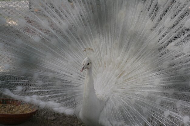 A white peacock with a black beak and a yellow beak is standing in the dirt.