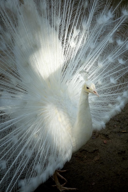 white peacock with feathers out