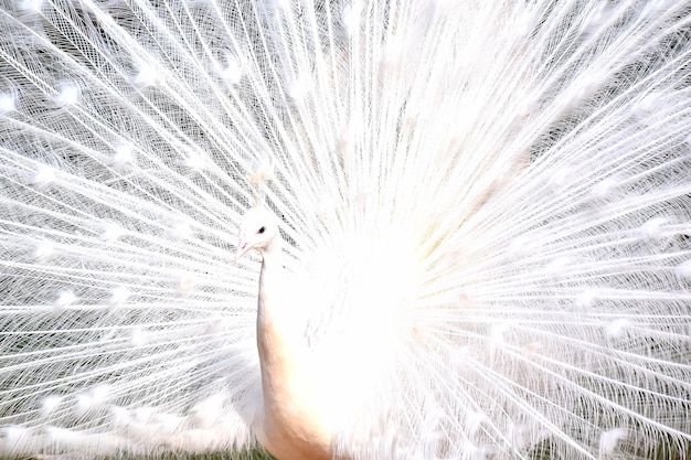 Photo white peacock