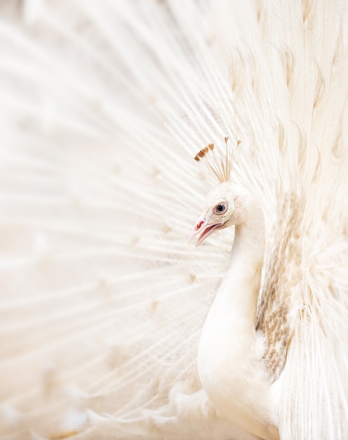 White peacock