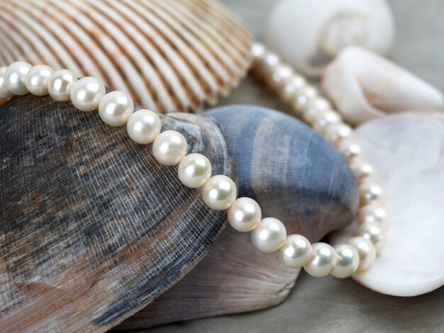 White pearl necklace on marine shell background