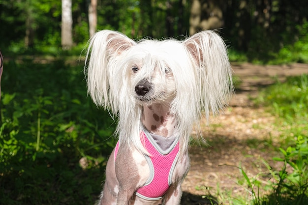 White pedigreed dog with long hair on paws muzzle and ears