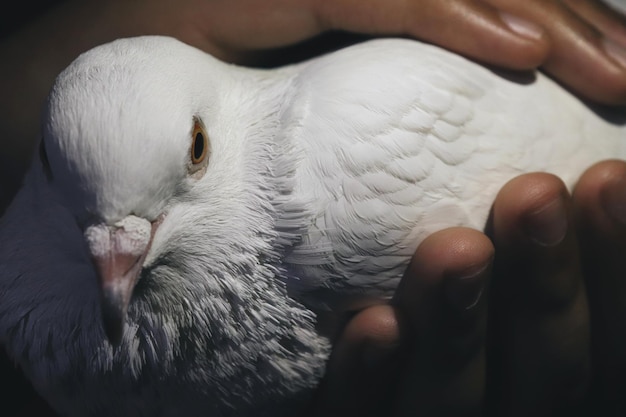 A white pegion in the human hands