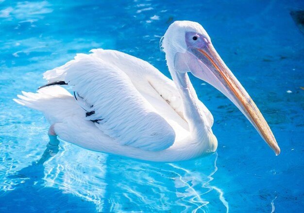 White pelican bird with yellow long beak swims in the water pool close up