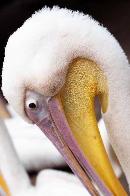 White pelican closeup head with pink beak