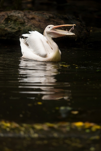 Белый пеликан ест рыбу в воде