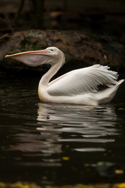 White pelican eating a fish in water