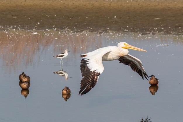 Foto pelicano bianco che vola sopra il lago