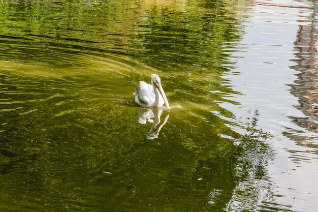 White pelican on the lake close up