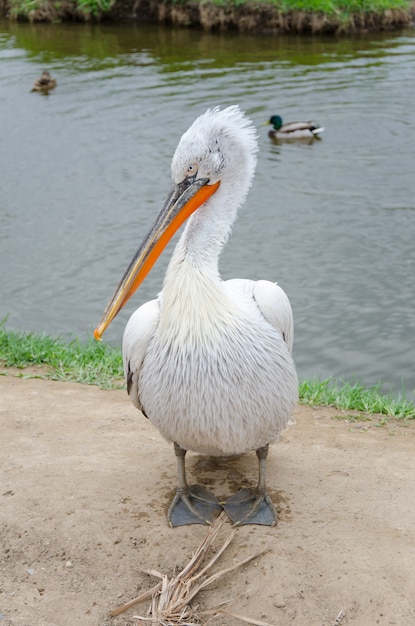 A white pelican on land poses and looks intently next to the ducks on the lake
