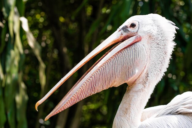 A white pelican in a park sits on a fence close-up. Bird watching