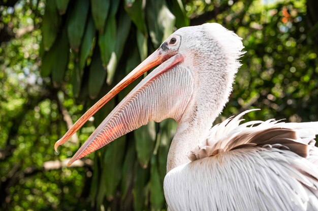 A white pelican in a park sits on a fence close-up. Bird watching