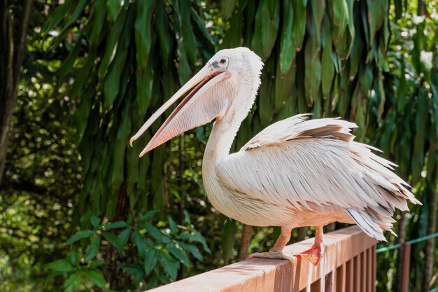 A white pelican in a park sits on a fence close-up. Bird watching