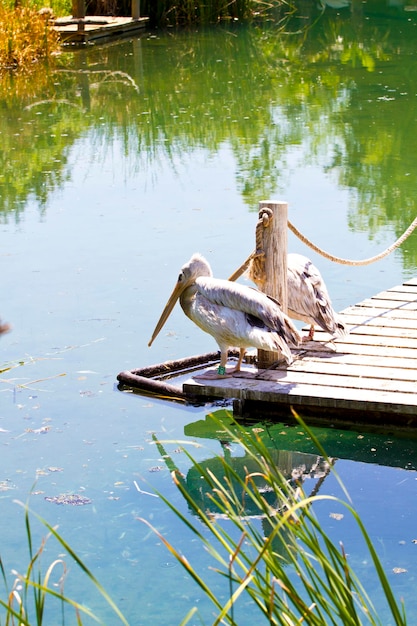 川の白いペリカン（Pelecanus crispus）