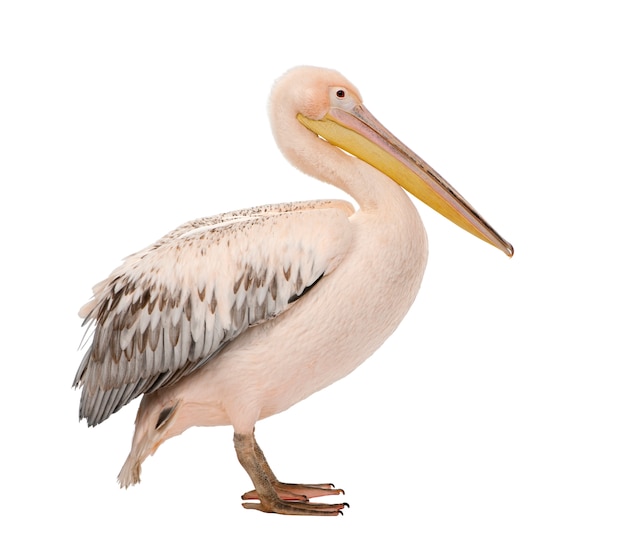Белый пеликан - Pelecanus onocrotalus на белом изолированные