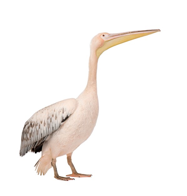 White Pelican -  Pelecanus onocrotalus on a white isolated